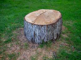 Reliable Anna, OH Tree Care Solutions