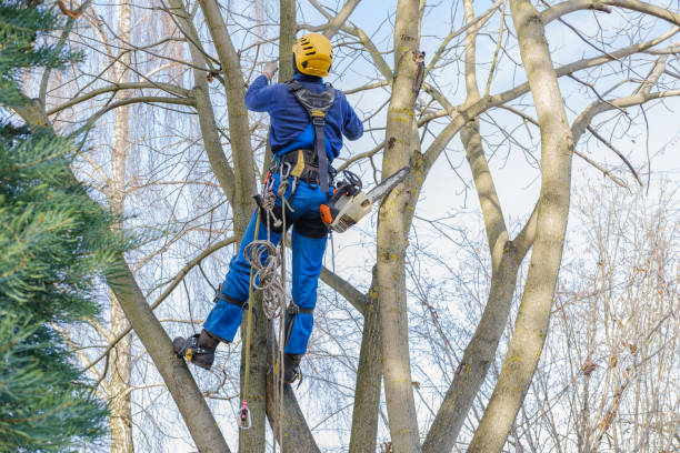 Best Tree Disease Treatment  in Anna, OH