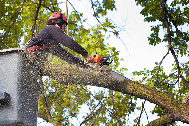 Best Tree Health Inspection  in Anna, OH